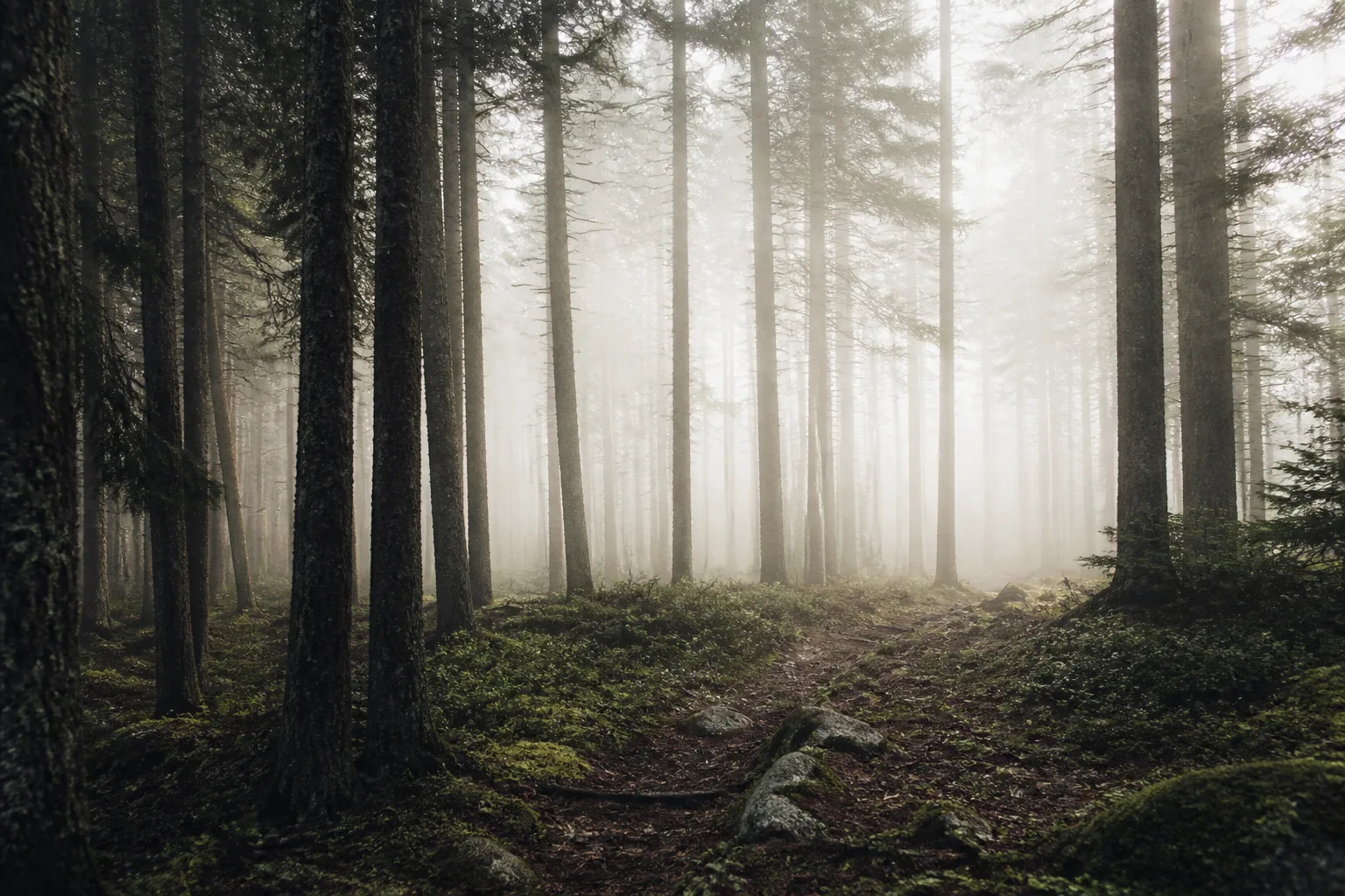 A quiet forest in morning mist