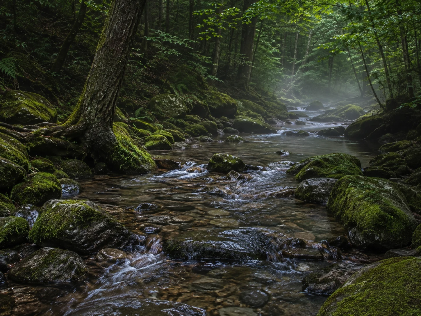 A woodland stream moving over moss-covered stones